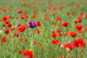 Beautiful big red poppy field in the morning sunlight. poppy field with a sprig of purple poppy flowers. Soft focus blurred background. Europe Hungary