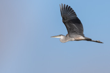 Obraz premium Great Blue Heron Flying in a Blue Sky
