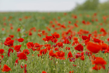 Beautiful big red poppy field in the morning sunlight. Gray clouds in the sky. Soft focus blurred background. Europe Hungary