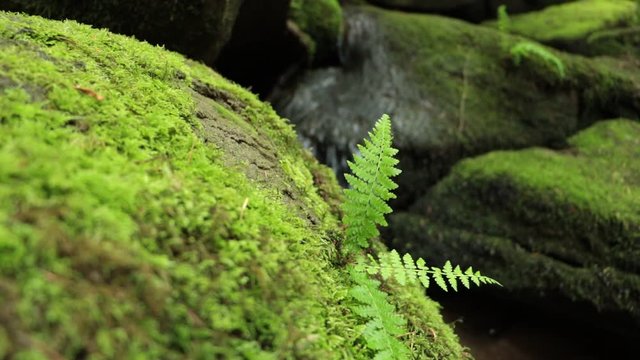 Small fern growing from moss covered rock with river background.