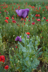 Obraz premium Beautiful big purple poppy flower in the morning sunlight. red poppy field in the background. Soft focus blurred background. Europe Hungary