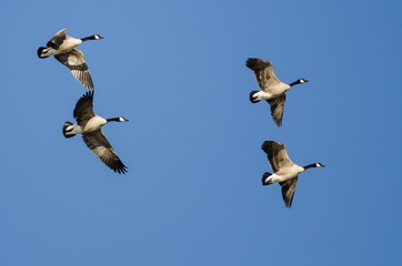 Flock of Canada Geese Flying in a Blue Sky