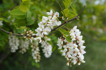 Beautifully blooming acacia flowers, twigs, branches, leaves. (Robinia pseudoacacia) Europe Hungary