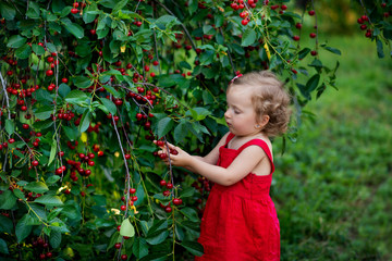 Girl picks cherries in the garden. Little blonde girl eats cherries, plucks from a tree. Green background, cherry branches, berries close-up. Cherry juice