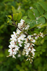 Beautifully blooming acacia flowers, twigs, branches, leaves. (Robinia pseudoacacia) Europe Hungary