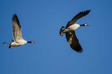 Obraz premium Pair of Canada Geese Flying in a Blue Sky