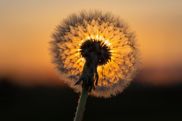 Sunrise. Dandelion in the morning. © Mariusz