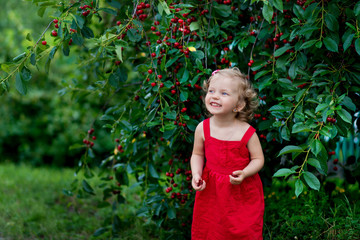 Girl picks cherries in the garden. Little blonde girl eats cherries, plucks from a tree. Green background, cherry branches, berries close-up. Cherry juice
