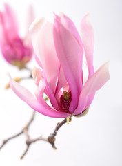 Beautiful delicate purple magnolia close up isolated on white background