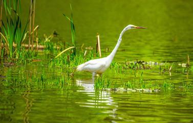 great blue heron