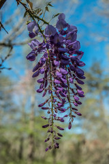 Wisteria flowers hanging vertical