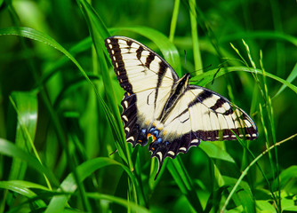 butterfly on grass