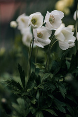daffodil flowers on a dark green background