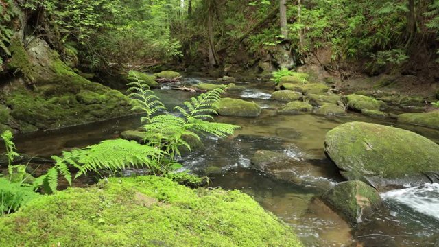 Whatcom River Flowing Down Cascading Falls and Over Beautiful Moss Covered Rocks
