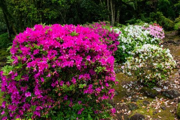 八面山のツツジ