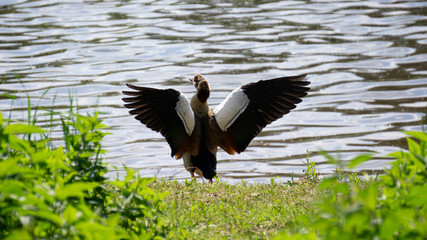 Nilgans