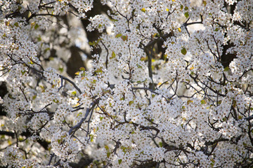 Bradford Pear Blossoms