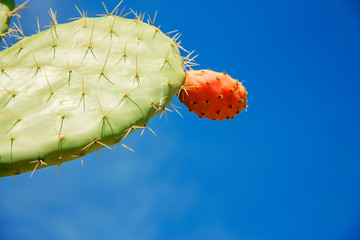 Prickly pear cactus aka opuntia with ripe red and yellow fruit