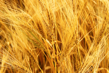 Golden Ears On The Summer Field Before Harvest