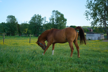 Obraz premium Fit brown horse standing in a field with yellow flowers