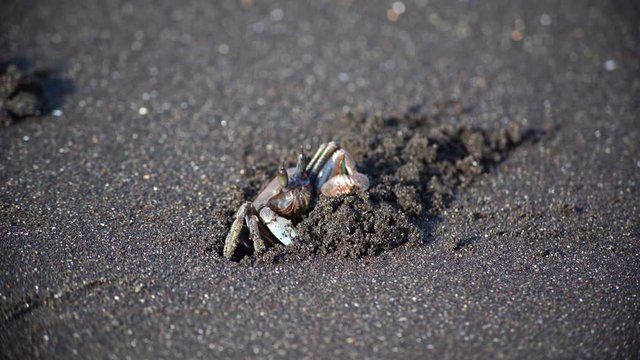 crab digging a hole at the beach in 4k 