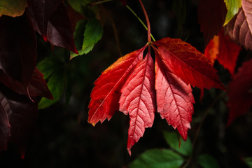 red autumn leaves, red maple leaves