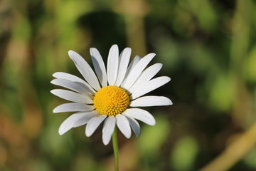 One big beautiful chamomile on green blurred background at summer sunny day