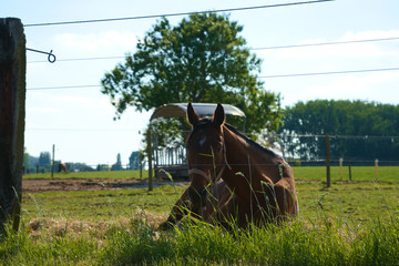 Obraz premium Brown horse laying down on a hot day with a tree and feeding stable in the background