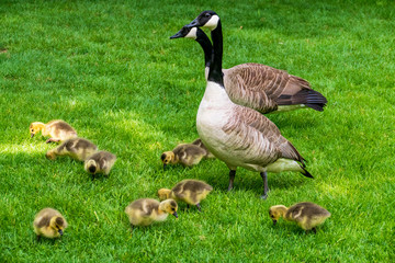 Kanadagans mit jungen Küken auf einer Wiese
