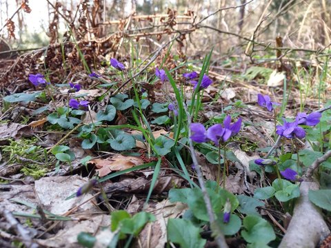 Pfeilchen am Waldrand