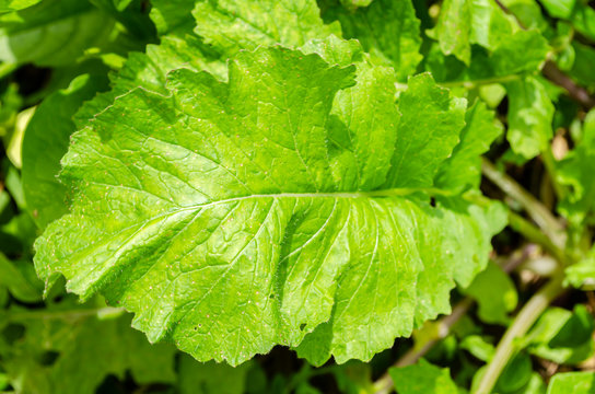 Closeup Of Turnip Leaf