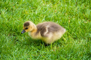 Junge Kanadagans Küken auf einer Wiese