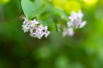 the background texture of the bokeh and colors of lilacs. spring lilac flowers