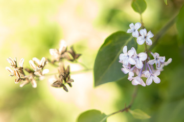 the background texture of the bokeh and colors of lilacs. spring lilac flowers