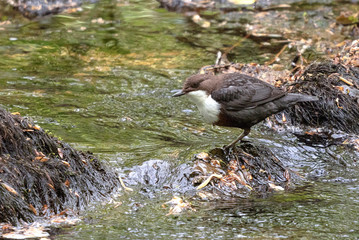 Dipper