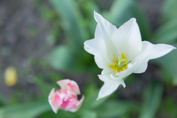 spring flowers background.  white Tulip