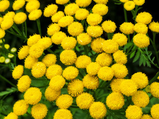 Yellow Tansy (tanacetum vulgare) close up of flower blooms 