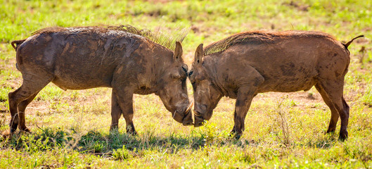 Warthog face off