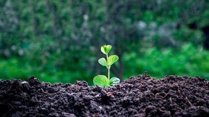 Hand of man watering a freshly sprout to give life to a new plant.