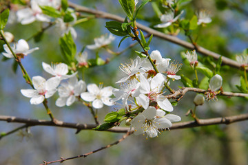 Fototapeta na wymiar White flowers blossoming on the branch of wild tree