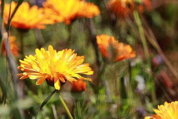 Die Schönheit der Blüten