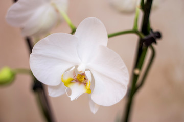 Blooming orhid flowers Phalaenopsis white colors blossoming