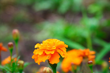 Orange marigolds aka tagetes erecta flower on the flowerbed