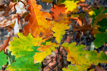 Autumn yellow leaves hanging on oak tree in autumn park