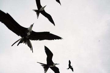 Seagulls flying in formation