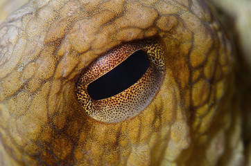 Octopus (Octopus vulgaris Cuvier, 1797) or octopus is a cephalopod of the Octopodidae family at sea. Gallipoli, Canakkale / Turkey. © osman