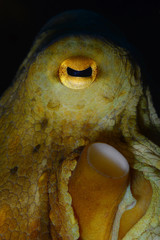 Octopus (Octopus vulgaris Cuvier, 1797) or octopus is a cephalopod of the Octopodidae family at sea. Gallipoli, Canakkale / Turkey.