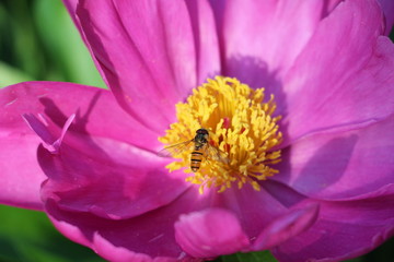 Obraz premium Beautiful pink summer flower with a small bee closeup