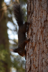 Eichhörnchen © Laís Milena Dias