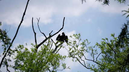Kormoran